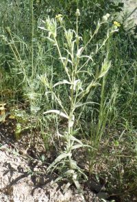 common tarweed (<em>Madia gracilis</em>)