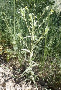 common tarweed (<em>Madia gracilis</em>)