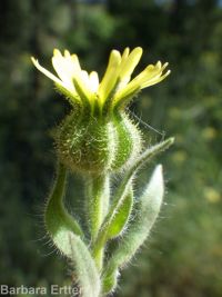 common tarweed (<em>Madia gracilis</em>)