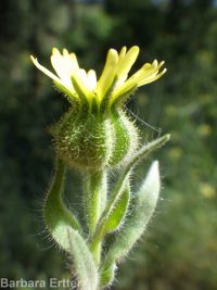 common tarweed (<em>Madia gracilis</em>)
