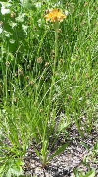 orange agoseris (<em>Agoseris aurantiaca var. aurantiaca</em>)
