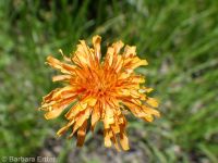 orange agoseris (<em>Agoseris aurantiaca var. aurantiaca</em>)