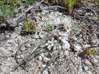 dwarf onion (<em>Allium simillimum</em>)