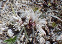 dwarf onion (<em>Allium simillimum</em>)