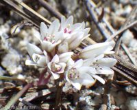 dwarf onion (<em>Allium simillimum</em>)