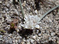 dwarf onion (<em>Allium simillimum</em>)