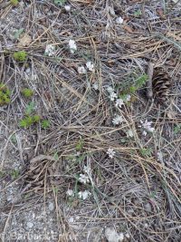 dwarf onion (<em>Allium simillimum</em>)