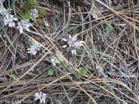 dwarf onion (<em>Allium simillimum</em>)