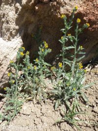 tarweed or bugloss fiddleneck (<em>Amsinckia lycopsoides</em>)