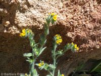 tarweed or bugloss fiddleneck (<em>Amsinckia lycopsoides</em>)