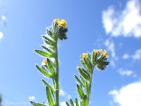 tarweed or bugloss fiddleneck (<em>Amsinckia lycopsoides</em>)