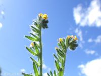 tarweed or bugloss fiddleneck (<em>Amsinckia lycopsoides</em>)
