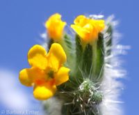 tarweed or bugloss fiddleneck (<em>Amsinckia lycopsoides</em>)