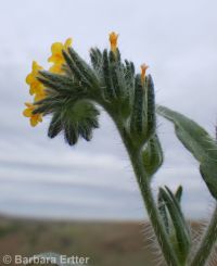 tarweed or bugloss fiddleneck (<em>Amsinckia lycopsoides</em>)