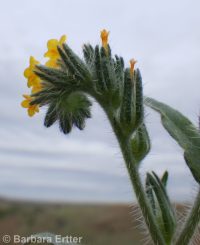 tarweed or bugloss fiddleneck (<em>Amsinckia lycopsoides</em>)