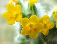 tarweed or bugloss fiddleneck (<em>Amsinckia lycopsoides</em>)
