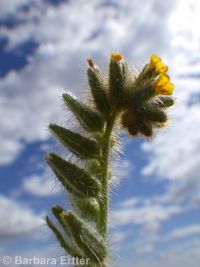 rough, bristly, or tesselate fiddleneck (<em>Amsinckia tessellata var. tessellata</em>)