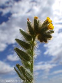 rough, bristly, or tesselate fiddleneck (<em>Amsinckia tessellata var. tessellata</em>)