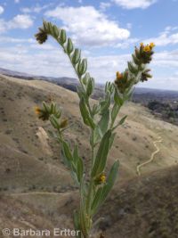 rough, bristly, or tesselate fiddleneck (<em>Amsinckia tessellata var. tessellata</em>)