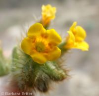 rough, bristly, or tesselate fiddleneck (<em>Amsinckia tessellata var. tessellata</em>)