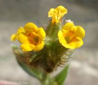rough, bristly, or tesselate fiddleneck (<em>Amsinckia tessellata var. tessellata</em>)