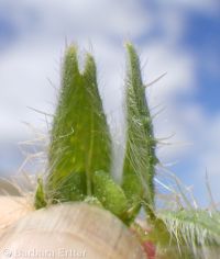 rough, bristly, or tesselate fiddleneck (<em>Amsinckia tessellata var. tessellata</em>)