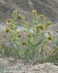 rough, bristly, or tesselate fiddleneck (<em>Amsinckia tessellata var. tessellata</em>)