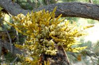 western dwarf mistletoe (<em>Arceuthobium campylopodum</em>)