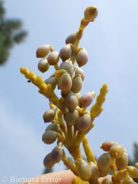 western dwarf mistletoe (<em>Arceuthobium campylopodum</em>)