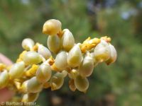 western dwarf mistletoe (<em>Arceuthobium campylopodum</em>)