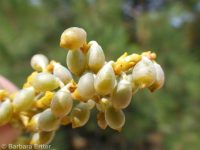 western dwarf mistletoe (<em>Arceuthobium campylopodum</em>)