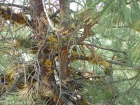 western dwarf mistletoe (<em>Arceuthobium campylopodum</em>)