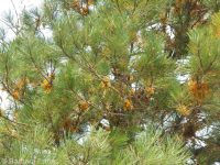 western dwarf mistletoe (<em>Arceuthobium campylopodum</em>)