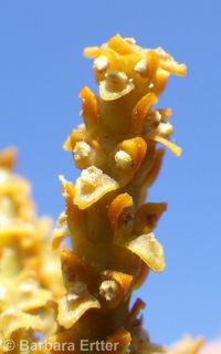 western dwarf mistletoe (<em>Arceuthobium campylopodum</em>)
