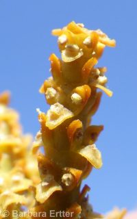 western dwarf mistletoe (<em>Arceuthobium campylopodum</em>)