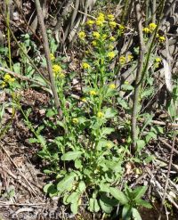 American wintercress or yellowrocket (<em>Barbarea orthoceras</em>)