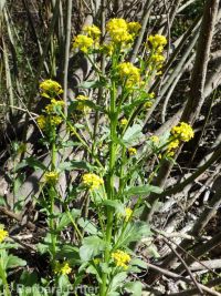 American wintercress or yellowrocket (<em>Barbarea orthoceras</em>)