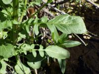 American wintercress or yellowrocket (<em>Barbarea orthoceras</em>)