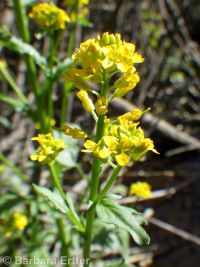 American wintercress or yellowrocket (<em>Barbarea orthoceras</em>)