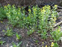 American wintercress or yellowrocket (<em>Barbarea orthoceras</em>)