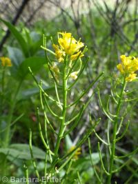 American wintercress or yellowrocket (<em>Barbarea orthoceras</em>)