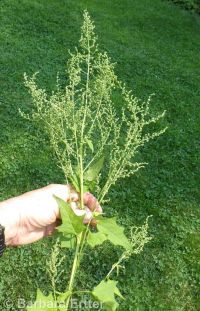 mapleleaf goosefoot, sowbane (<em>Chenopodiastrum simplex</em>)