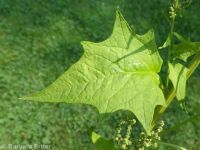 mapleleaf goosefoot, sowbane (<em>Chenopodiastrum simplex</em>)