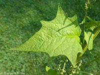 mapleleaf goosefoot, sowbane (<em>Chenopodiastrum simplex</em>)
