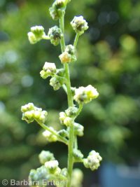 mapleleaf goosefoot, sowbane (<em>Chenopodiastrum simplex</em>)