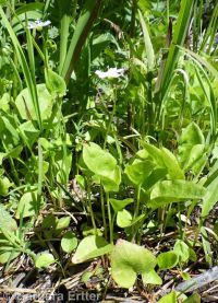 heartleaf springbeauty (<em>Claytonia cordifolia</em>)