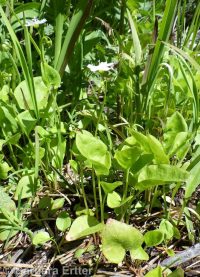 heartleaf springbeauty (<em>Claytonia cordifolia</em>)