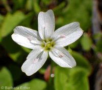 heartleaf springbeauty (<em>Claytonia cordifolia</em>)