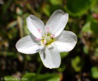 heartleaf springbeauty (<em>Claytonia cordifolia</em>)