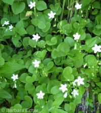 heartleaf springbeauty (<em>Claytonia cordifolia</em>)